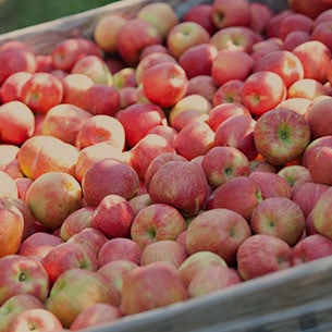 Hello Honeycrisp