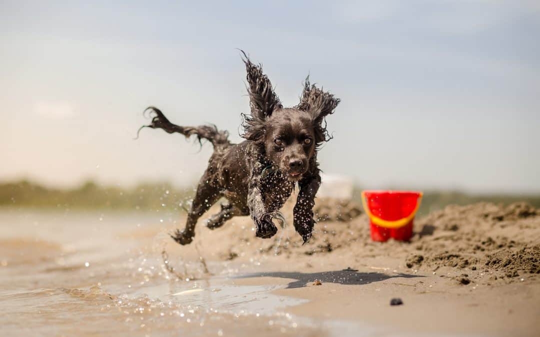 When A Dog Smiles – They’re Living Wholesome to the Core