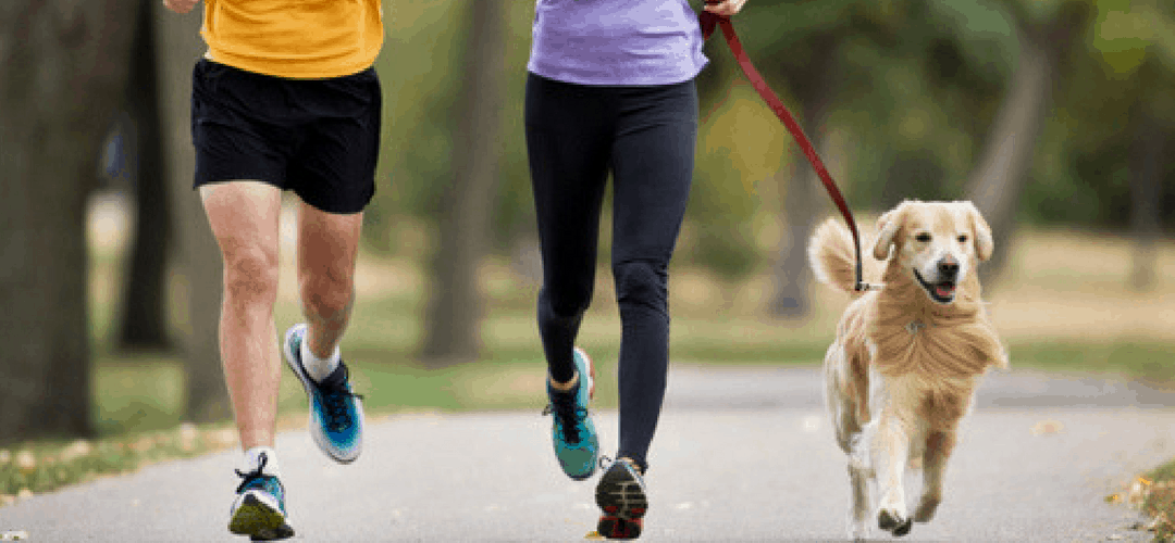 Safety Tips for Running With Your Dog